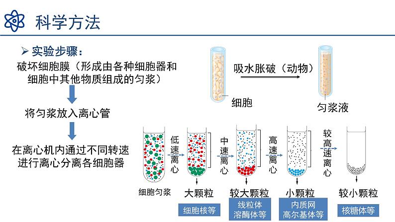 3.2细胞器之间的分工合作  课件 2023——2024学年高一上学期生物人教版必修1第5页