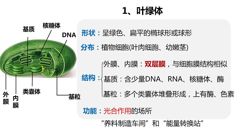 3.2细胞器之间的分工合作  课件 2023——2024学年高一上学期生物人教版必修1第6页