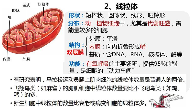 3.2细胞器之间的分工合作  课件 2023——2024学年高一上学期生物人教版必修1第7页