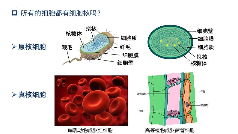 3.3细胞核的结构和功能  课件 2023——2024学年高一上学期生物人教版必修102