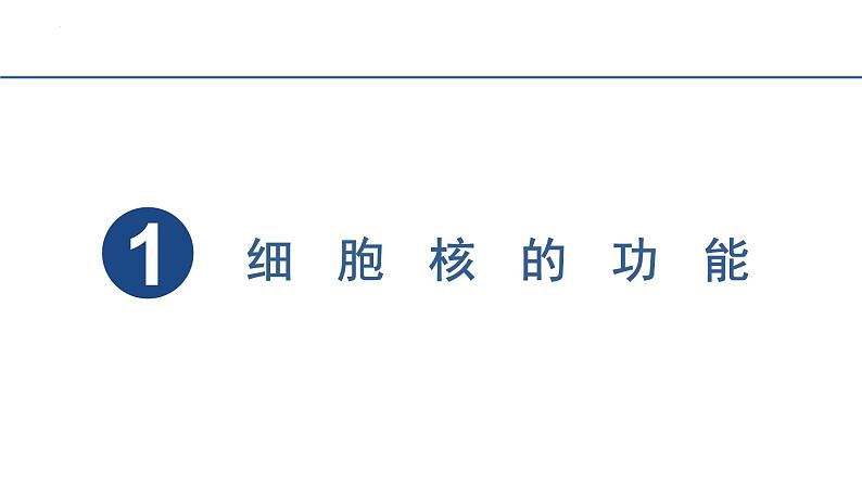 3.3细胞核的结构和功能  课件 2023——2024学年高一上学期生物人教版必修104