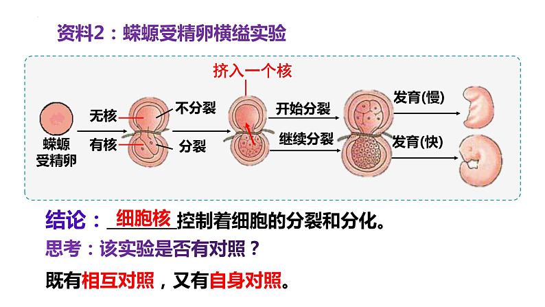 3.3细胞核的结构和功能  课件 2023——2024学年高一上学期生物人教版必修106