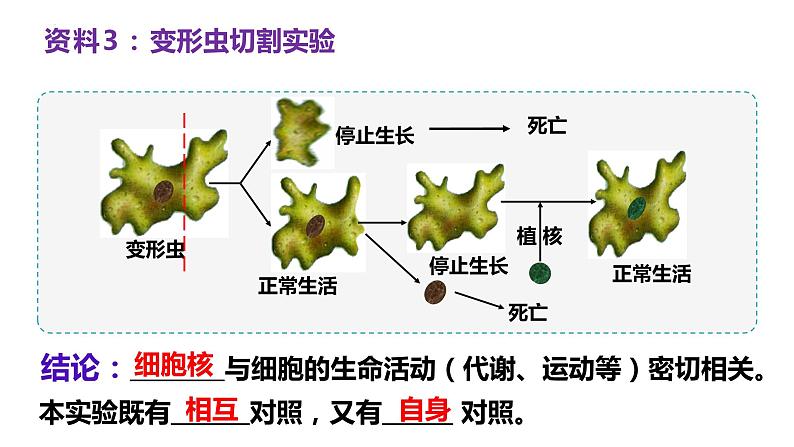 3.3细胞核的结构和功能  课件 2023——2024学年高一上学期生物人教版必修107