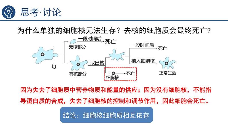 3.3细胞核的结构和功能  课件 2023——2024学年高一上学期生物人教版必修108