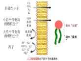 4.1被动运输（第2课时）课件-2023-2024学年高一上学期生物人教版（2019）必修1