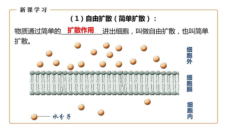 4.1被动运输（第2课时）课件-2023-2024学年高一上学期生物人教版（2019）必修106