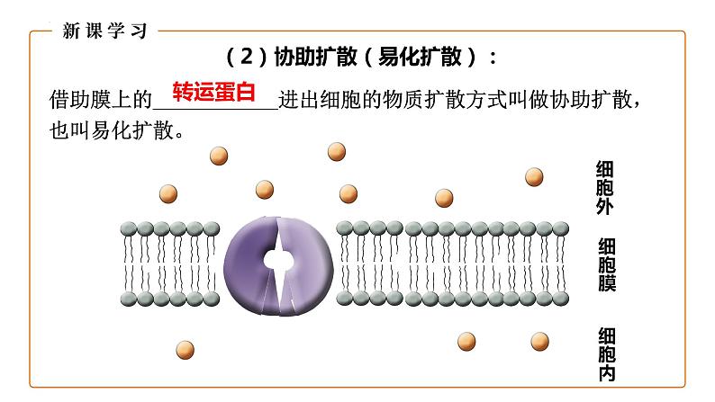 4.1被动运输（第2课时）课件-2023-2024学年高一上学期生物人教版（2019）必修108