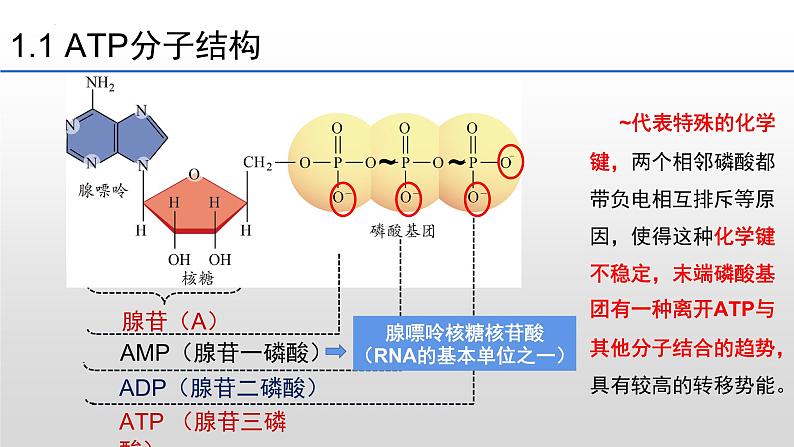 5.2 细胞的能量“货币”ATP 课件2023-2024学年高一上学期生物人教版必修106