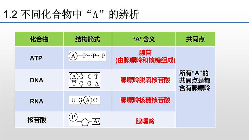 5.2 细胞的能量“货币”ATP 课件2023-2024学年高一上学期生物人教版必修108