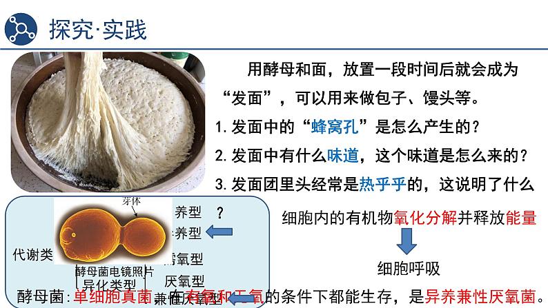 5.3细胞呼吸的原理和应用（第1课时）课件2023-2024学年高一上学期生物人教版必修103