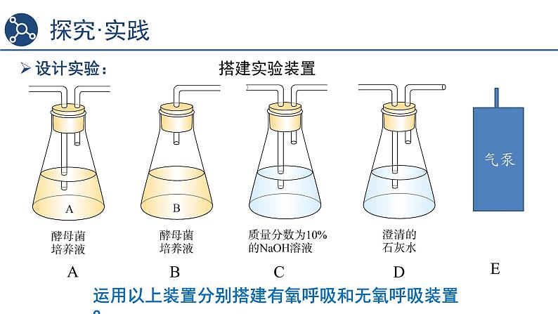 5.3细胞呼吸的原理和应用（第1课时）课件2023-2024学年高一上学期生物人教版必修106