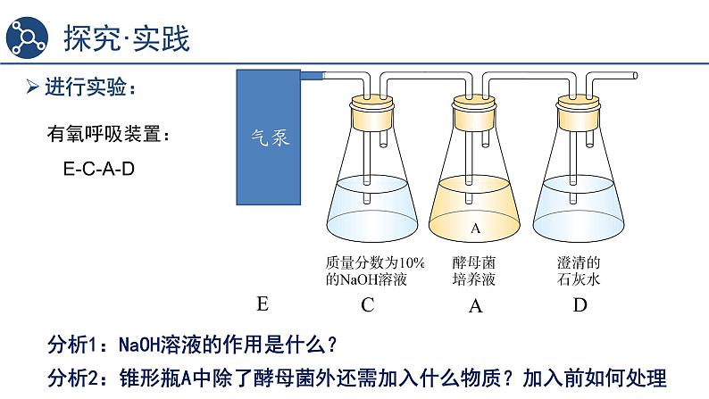 5.3细胞呼吸的原理和应用（第1课时）课件2023-2024学年高一上学期生物人教版必修107