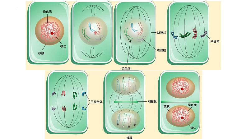 6.1细胞的增殖第3课时课件2023-2024学年高一上学期生物人教版必修101