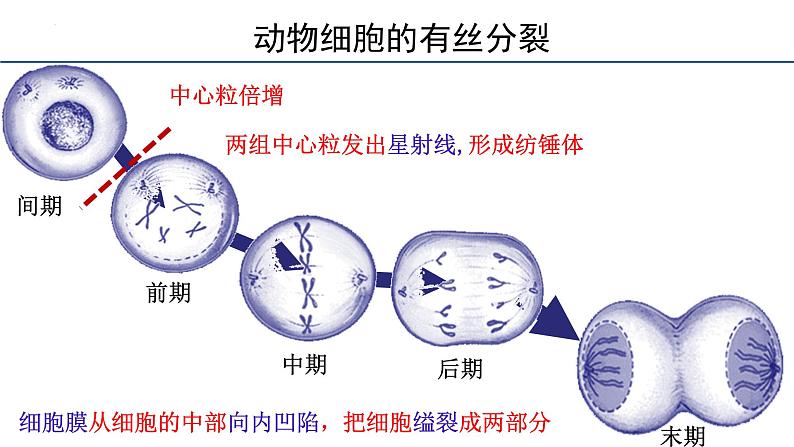 6.1细胞的增殖第3课时课件2023-2024学年高一上学期生物人教版必修104