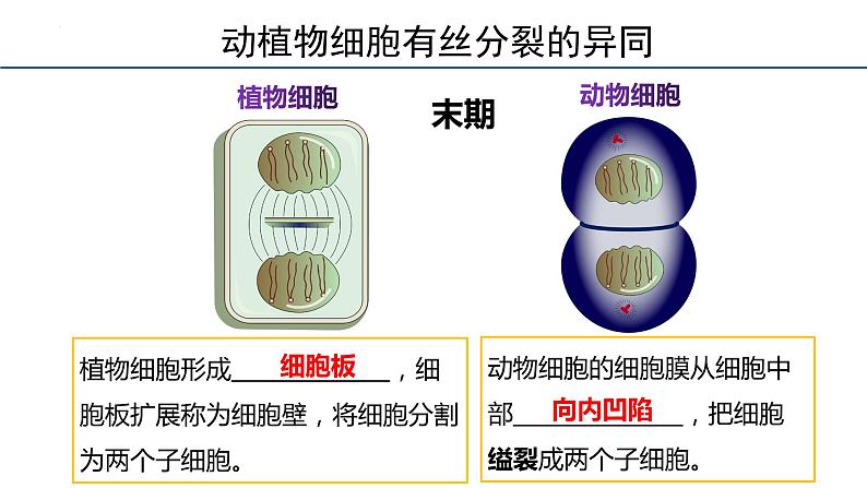 6.1细胞的增殖第3课时课件2023-2024学年高一上学期生物人教版必修106