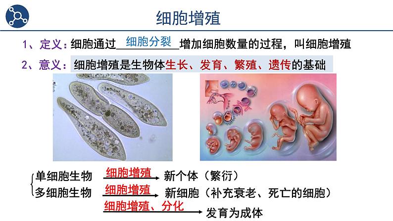 6.1细胞的增殖（第1课时）课件2023-2024学年高一上学期生物人教版必修104