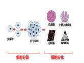 6.2细胞的分化  课件 2023——2024学年高一上学期生物人教版必修1