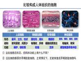 6.2细胞的分化  课件 2023——2024学年高一上学期生物人教版必修1