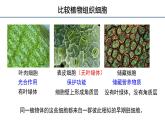 6.2细胞的分化  课件 2023——2024学年高一上学期生物人教版必修1