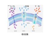 4.2主动运输与胞吞胞吐课件2023-2024学年高一上学期生物人教版必修1