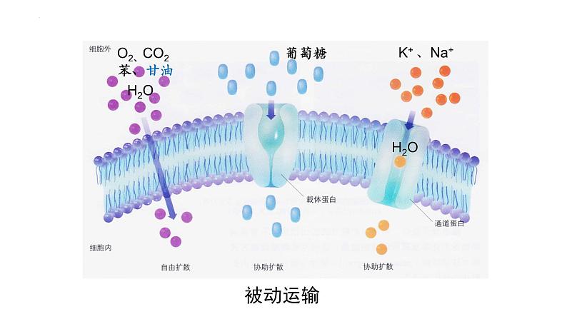 4.2主动运输与胞吞胞吐课件2023-2024学年高一上学期生物人教版必修1第1页