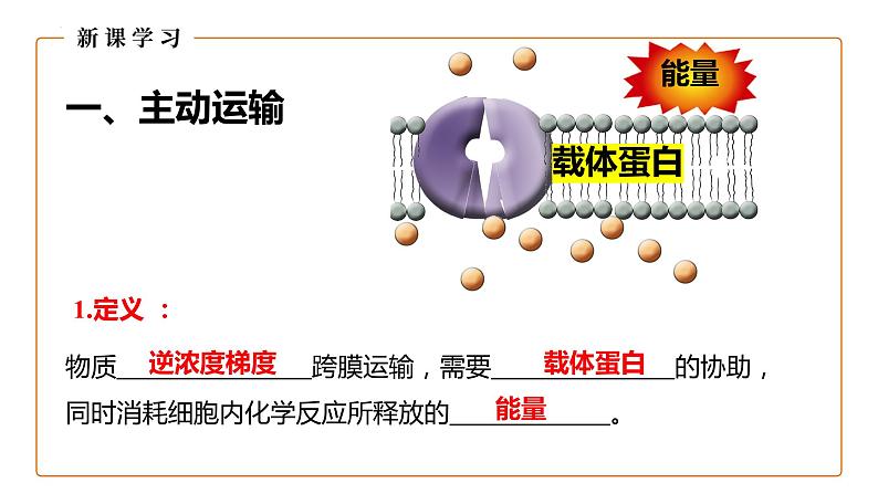 4.2主动运输与胞吞胞吐课件2023-2024学年高一上学期生物人教版必修1第5页