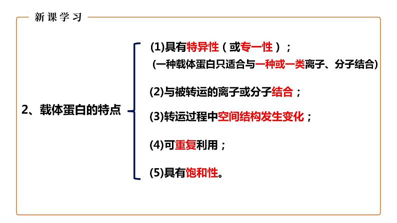 4.2主动运输与胞吞胞吐课件2023-2024学年高一上学期生物人教版必修1第6页