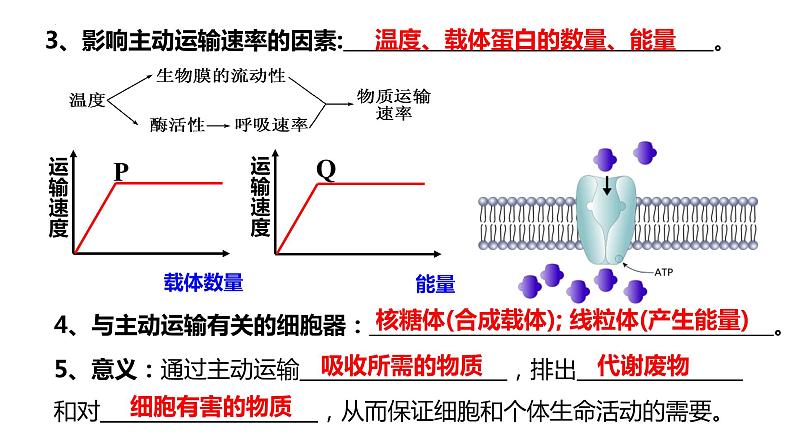 4.2主动运输与胞吞胞吐课件2023-2024学年高一上学期生物人教版必修1第7页