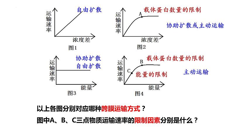 4.2主动运输与胞吞胞吐课件2023-2024学年高一上学期生物人教版必修1第8页