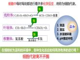 5.1降低化学反应活化能的酶（第1课时）课件 2023——2024学年高一上学期生物人教版必修1