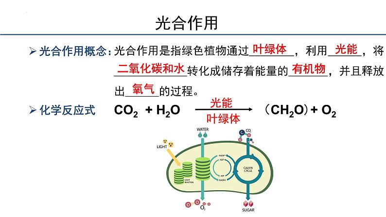 5.4.2光合作用与能量转化课件2023-2024学年高一上学期生物人教版必修1第3页