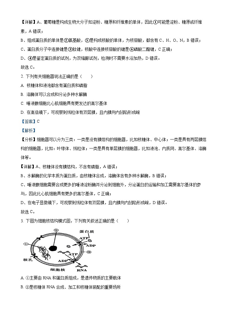 浙江省杭州市四校2023-2024学年高二生物上学期10月联考试题（Word版附解析）02