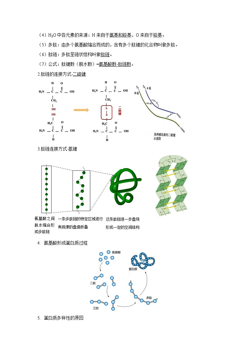 【期中单元知识点归纳】（人教版2019）2023-2024学年高一上学期生物 必修1 第二章 组成细胞的分子（二） 试卷.zip03