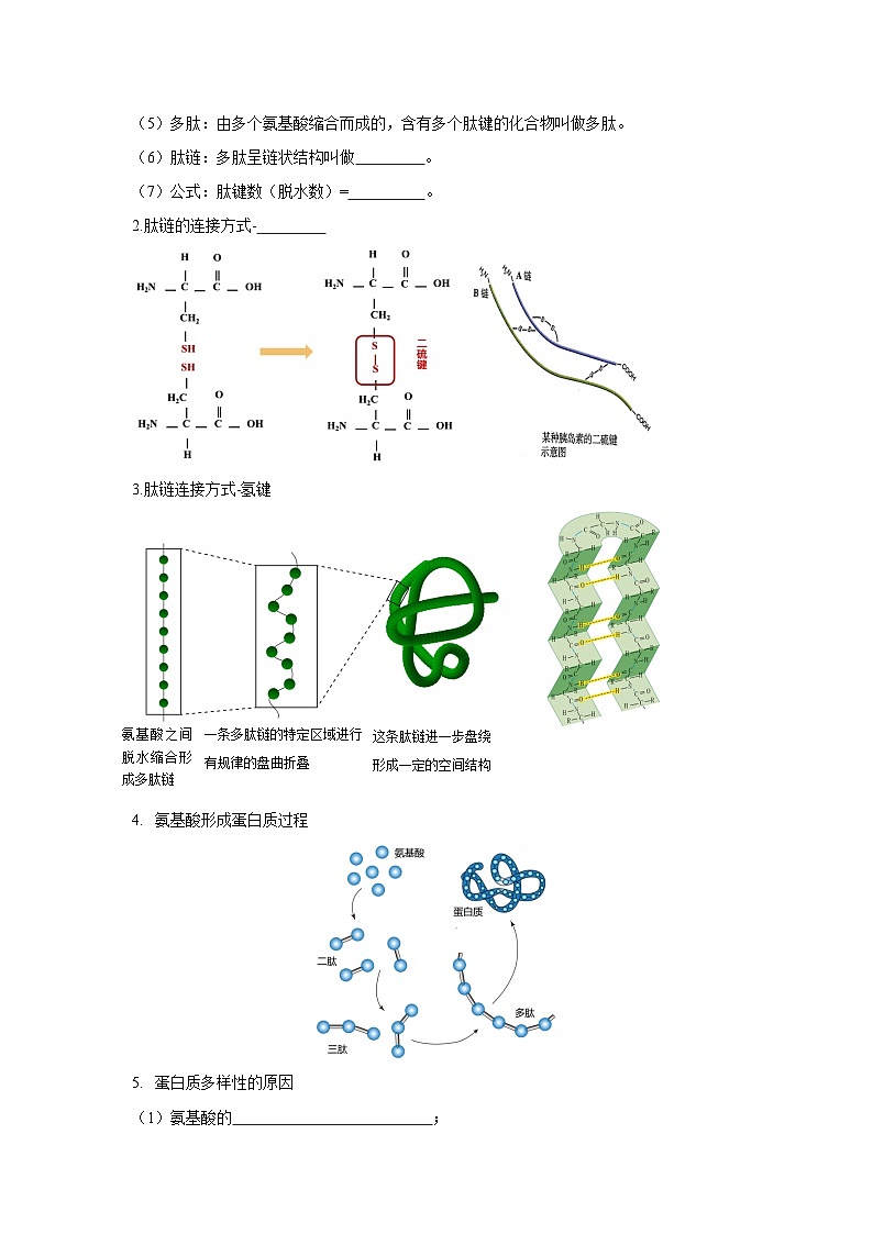 【期中单元知识点归纳】（人教版2019）2023-2024学年高一上学期生物 必修1 第二章 组成细胞的分子（二） 试卷.zip03