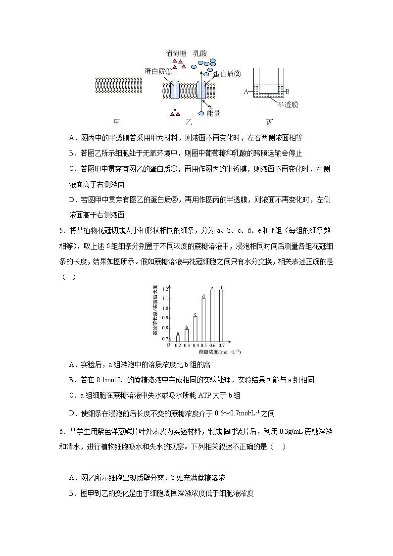 【期中模拟卷】（人教版）2023-2024学年高一上学期生物 必修1 第四章 细胞的物质输入和输出提升卷（原卷版）第2页
