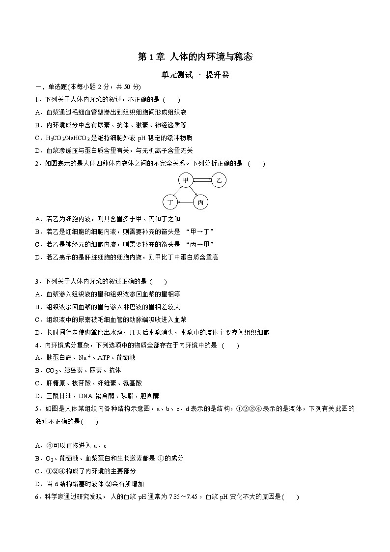 【期中模拟卷】（人教版2019）2023-2024学年高二上学期生物 第1章 人体的内环境与稳态 提升卷（原卷版）第1页