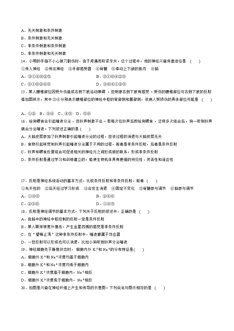 【期中模拟卷】（人教版2019）2023-2024学年高二上学期生物 第2章  神经调节 基础卷（原卷版）第3页