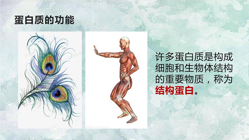 第二章第四节蛋白质是生命活动的主要承担者人教版（2019）高中生物必修1课件PPT第5页