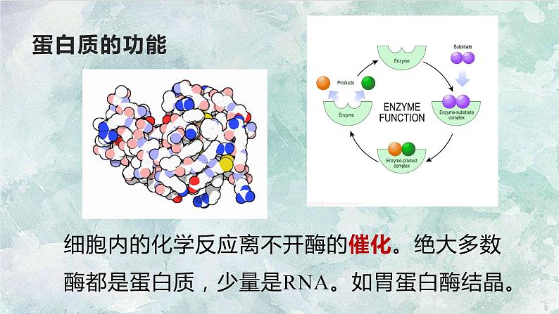 第二章第四节蛋白质是生命活动的主要承担者人教版（2019）高中生物必修1课件PPT第6页