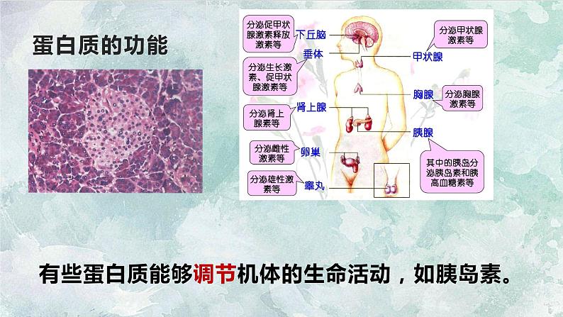 第二章第四节蛋白质是生命活动的主要承担者人教版（2019）高中生物必修1课件PPT第8页