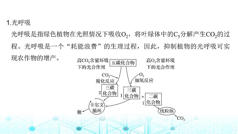 2024届苏教版高中生物一轮复习微专题3光呼吸、C4植物等特殊代谢类型课件02