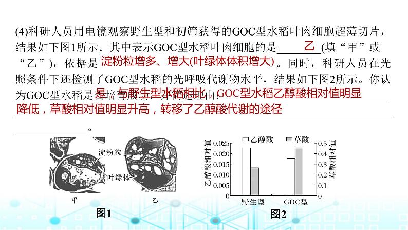 2024届苏教版高中生物一轮复习微专题3光呼吸、C4植物等特殊代谢类型课件06