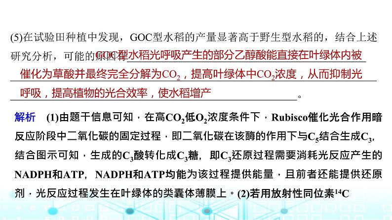 2024届苏教版高中生物一轮复习微专题3光呼吸、C4植物等特殊代谢类型课件07