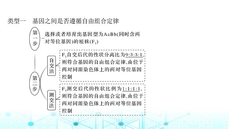 2024届苏教版高中生物一轮复习微专题6基因定位的遗传实验设计课件第2页