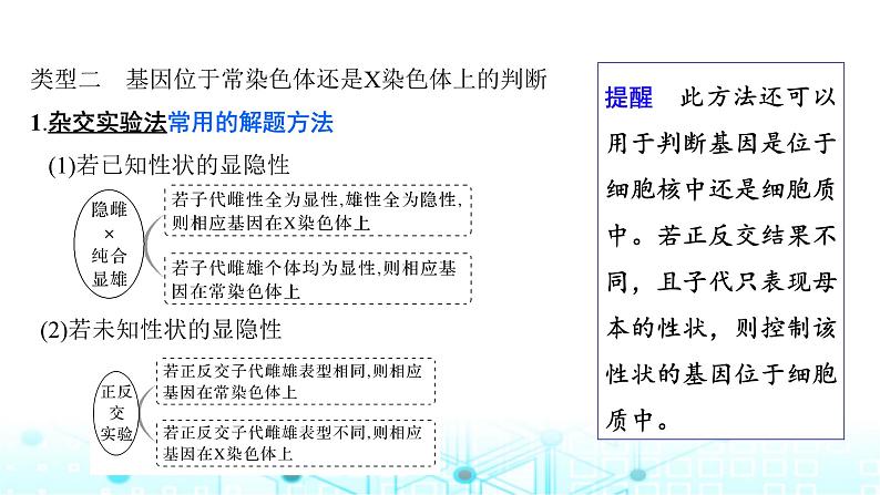 2024届苏教版高中生物一轮复习微专题6基因定位的遗传实验设计课件第7页