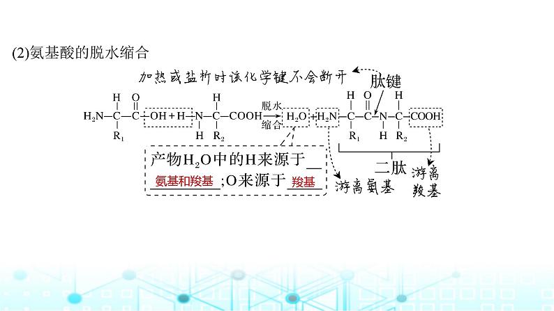 2024届苏教版高中生物一轮复习蛋白质和核酸课件第7页