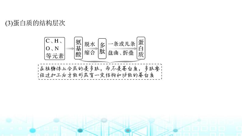 2024届苏教版高中生物一轮复习蛋白质和核酸课件第8页