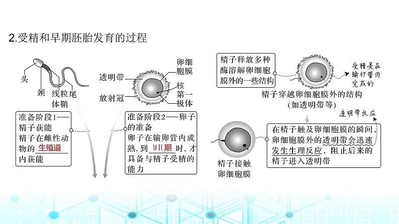 2024届苏教版高中生物一轮复习胚胎工程课件第6页