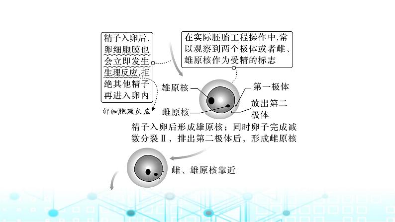 2024届苏教版高中生物一轮复习胚胎工程课件第7页