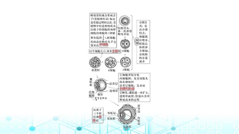 2024届苏教版高中生物一轮复习胚胎工程课件第8页